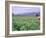 Tobacco Harvest, Vinales Valley, Pinar Del Rio Province, Cuba, West Indies, Central America-Bruno Morandi-Framed Photographic Print