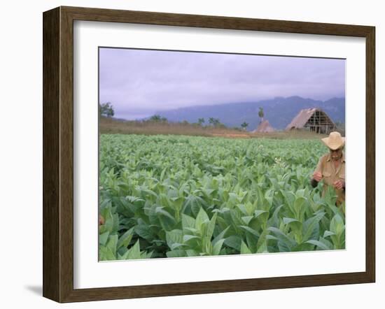 Tobacco Harvest, Vinales Valley, Pinar Del Rio Province, Cuba, West Indies, Central America-Bruno Morandi-Framed Photographic Print