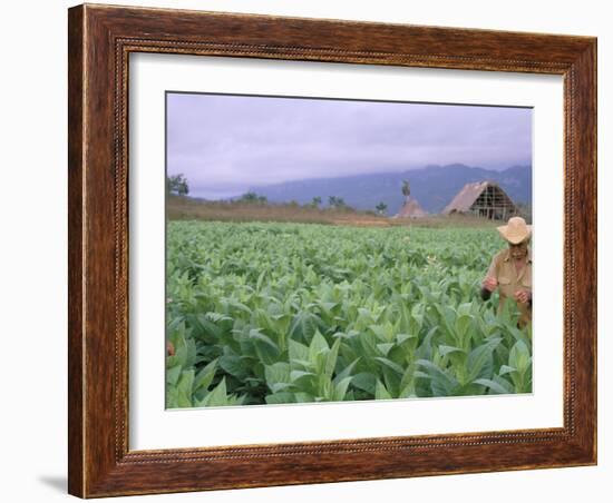 Tobacco Harvest, Vinales Valley, Pinar Del Rio Province, Cuba, West Indies, Central America-Bruno Morandi-Framed Photographic Print