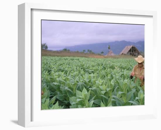 Tobacco Harvest, Vinales Valley, Pinar Del Rio Province, Cuba, West Indies, Central America-Bruno Morandi-Framed Photographic Print