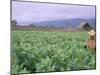 Tobacco Harvest, Vinales Valley, Pinar Del Rio Province, Cuba, West Indies, Central America-Bruno Morandi-Mounted Photographic Print