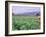 Tobacco Harvest, Vinales Valley, Pinar Del Rio Province, Cuba, West Indies, Central America-Bruno Morandi-Framed Photographic Print