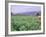 Tobacco Harvest, Vinales Valley, Pinar Del Rio Province, Cuba, West Indies, Central America-Bruno Morandi-Framed Photographic Print