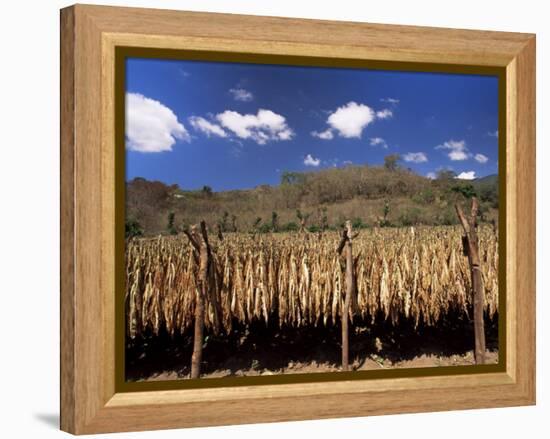 Tobacco Leaves Drying, Near Jocatan, Guatemala, Central America-Upperhall-Framed Premier Image Canvas