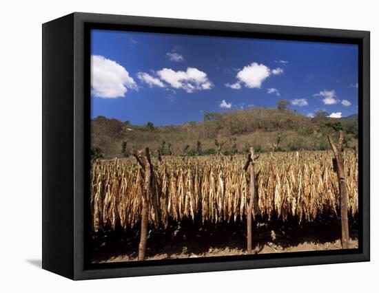 Tobacco Leaves Drying, Near Jocatan, Guatemala, Central America-Upperhall-Framed Premier Image Canvas