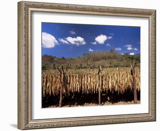 Tobacco Leaves Drying, Near Jocatan, Guatemala, Central America-Upperhall-Framed Photographic Print