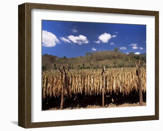 Tobacco Leaves Drying, Near Jocatan, Guatemala, Central America-Upperhall-Framed Photographic Print