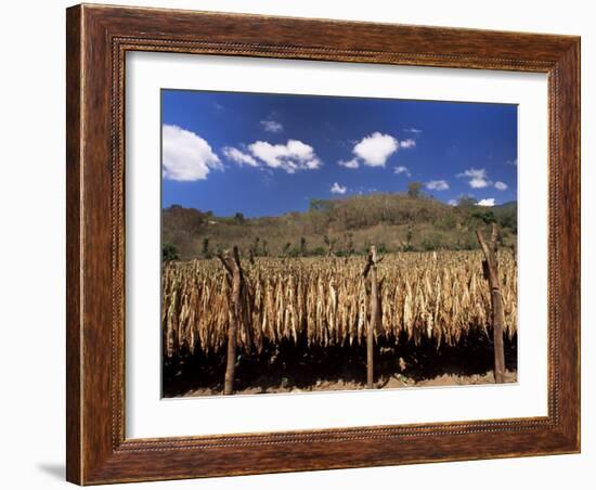 Tobacco Leaves Drying, Near Jocatan, Guatemala, Central America-Upperhall-Framed Photographic Print