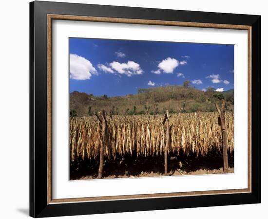 Tobacco Leaves Drying, Near Jocatan, Guatemala, Central America-Upperhall-Framed Photographic Print