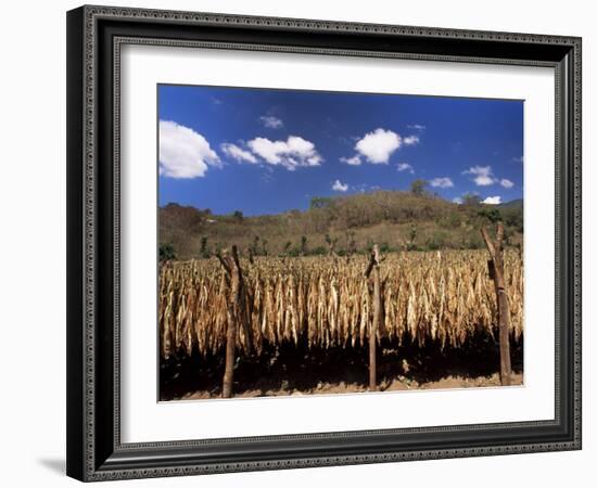 Tobacco Leaves Drying, Near Jocatan, Guatemala, Central America-Upperhall-Framed Photographic Print