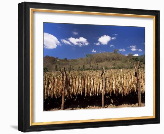 Tobacco Leaves Drying, Near Jocatan, Guatemala, Central America-Upperhall-Framed Photographic Print
