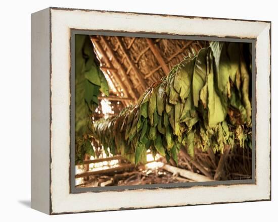 Tobacco Leaves on Racks in Drying Shed, Vinales, Cuba, West Indies, Central America-Lee Frost-Framed Premier Image Canvas