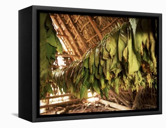 Tobacco Leaves on Racks in Drying Shed, Vinales, Cuba, West Indies, Central America-Lee Frost-Framed Premier Image Canvas