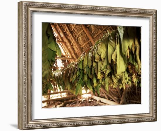 Tobacco Leaves on Racks in Drying Shed, Vinales, Cuba, West Indies, Central America-Lee Frost-Framed Photographic Print