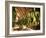 Tobacco Leaves on Racks in Drying Shed, Vinales, Cuba, West Indies, Central America-Lee Frost-Framed Photographic Print