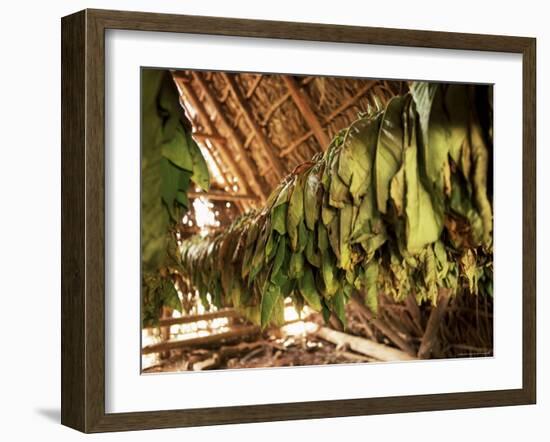 Tobacco Leaves on Racks in Drying Shed, Vinales, Cuba, West Indies, Central America-Lee Frost-Framed Photographic Print