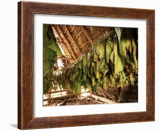 Tobacco Leaves on Racks in Drying Shed, Vinales, Cuba, West Indies, Central America-Lee Frost-Framed Photographic Print