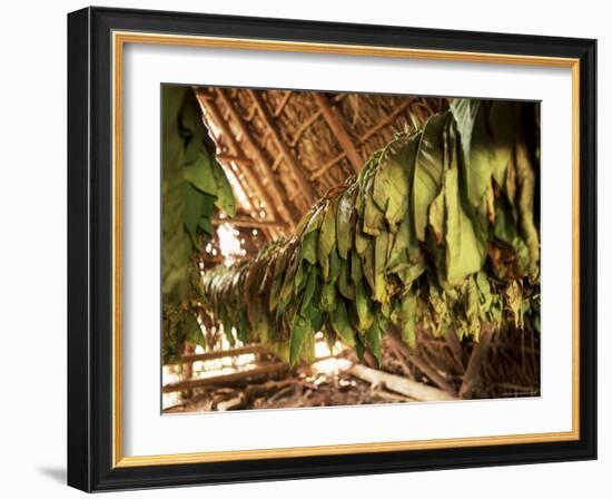 Tobacco Leaves on Racks in Drying Shed, Vinales, Cuba, West Indies, Central America-Lee Frost-Framed Photographic Print