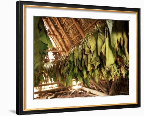 Tobacco Leaves on Racks in Drying Shed, Vinales, Cuba, West Indies, Central America-Lee Frost-Framed Photographic Print