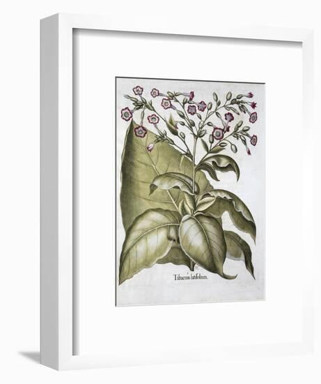 Tobacco plant, 1613-Unknown-Framed Giclee Print