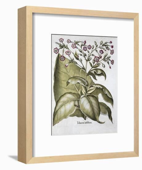 Tobacco plant, 1613-Unknown-Framed Giclee Print