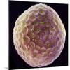 Tobacco Plant Protoplast, SEM-Dr. Jeremy Burgess-Mounted Premium Photographic Print