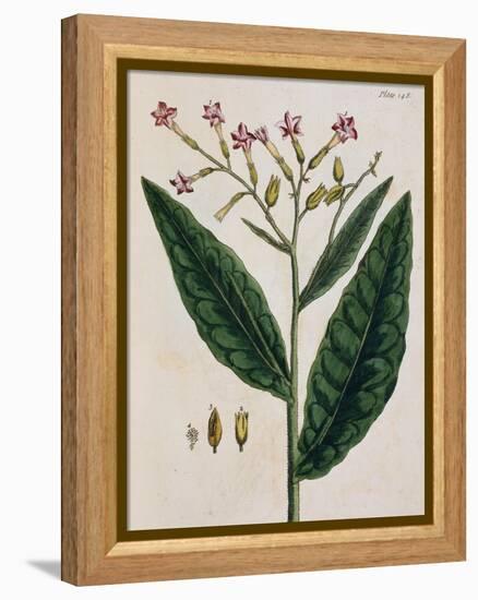 Tobacco Plant-Elizabeth Blackwell-Framed Premier Image Canvas