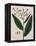 Tobacco Plant-Elizabeth Blackwell-Framed Premier Image Canvas