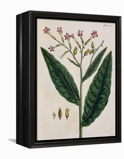 Tobacco Plant-Elizabeth Blackwell-Framed Premier Image Canvas