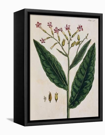 Tobacco Plant-Elizabeth Blackwell-Framed Premier Image Canvas