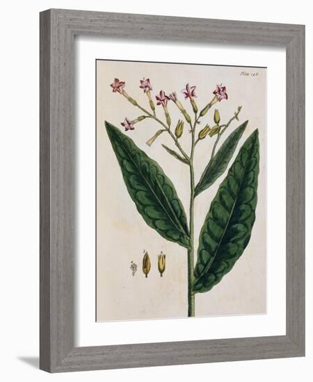 Tobacco Plant-Elizabeth Blackwell-Framed Giclee Print