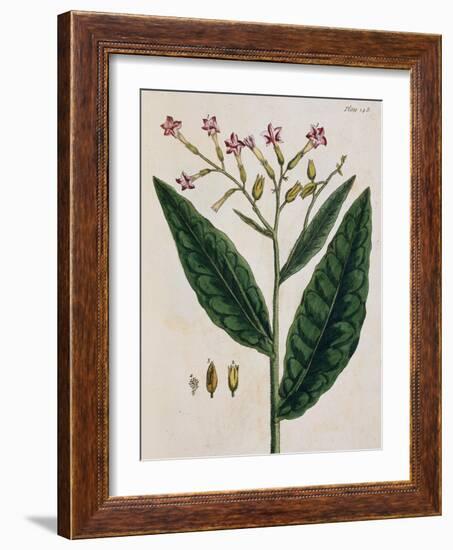 Tobacco Plant-Elizabeth Blackwell-Framed Giclee Print