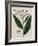 Tobacco Plant-Elizabeth Blackwell-Framed Giclee Print