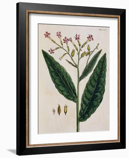 Tobacco Plant-Elizabeth Blackwell-Framed Giclee Print