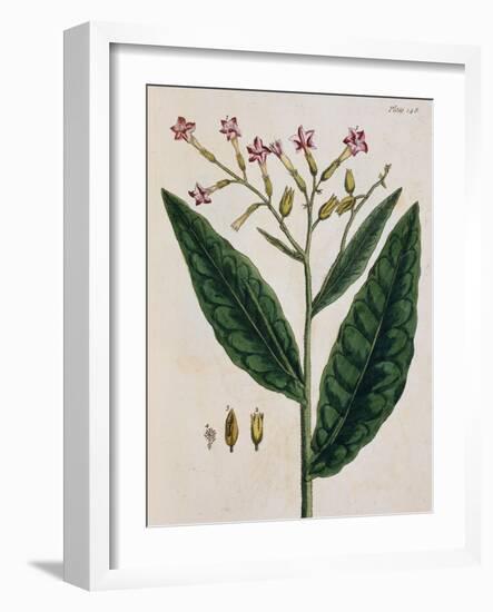 Tobacco Plant-Elizabeth Blackwell-Framed Giclee Print