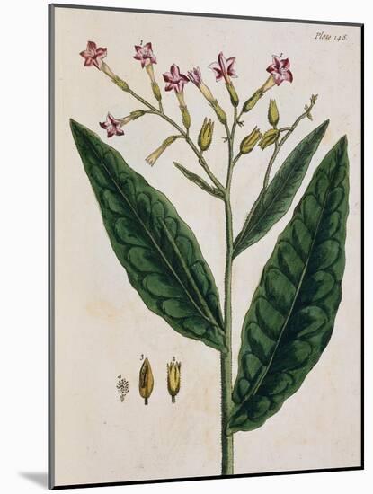 Tobacco Plant-Elizabeth Blackwell-Mounted Giclee Print