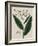 Tobacco Plant-Elizabeth Blackwell-Framed Giclee Print