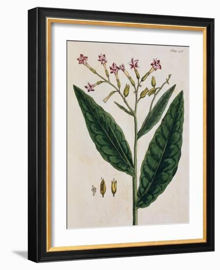 Tobacco Plant-Elizabeth Blackwell-Framed Giclee Print