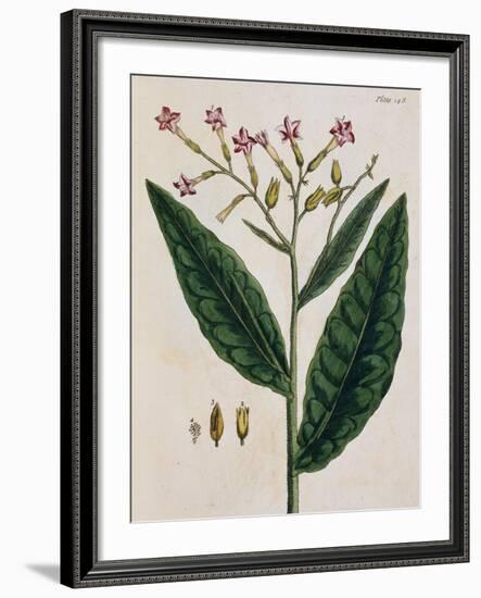 Tobacco Plant-Elizabeth Blackwell-Framed Giclee Print