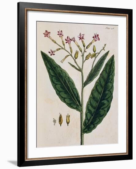 Tobacco Plant-Elizabeth Blackwell-Framed Giclee Print