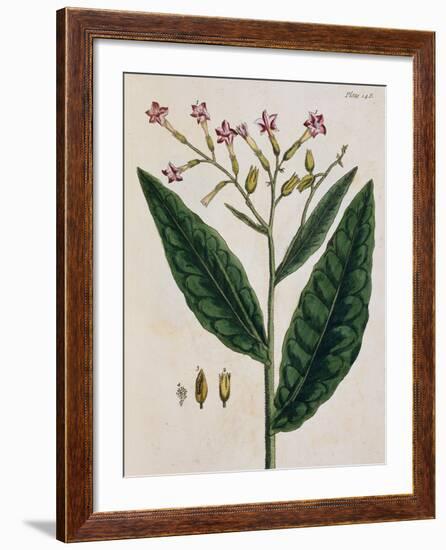 Tobacco Plant-Elizabeth Blackwell-Framed Giclee Print