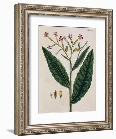 Tobacco Plant-Elizabeth Blackwell-Framed Giclee Print