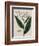 Tobacco Plant-Elizabeth Blackwell-Framed Giclee Print