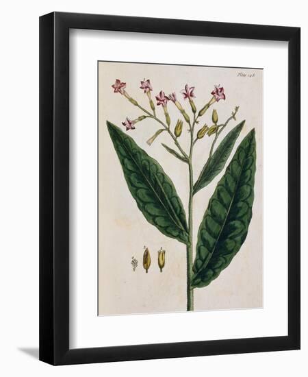 Tobacco Plant-Elizabeth Blackwell-Framed Giclee Print