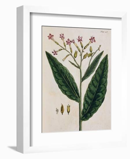 Tobacco Plant-Elizabeth Blackwell-Framed Giclee Print
