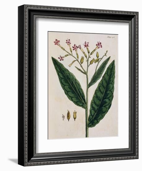 Tobacco Plant-Elizabeth Blackwell-Framed Giclee Print