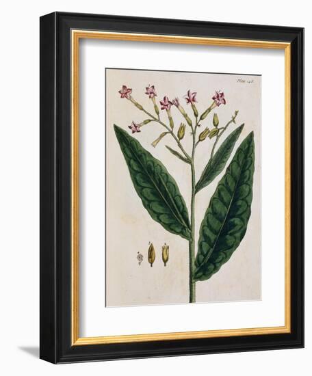 Tobacco Plant-Elizabeth Blackwell-Framed Giclee Print