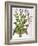 Tobacco Plant-null-Framed Giclee Print