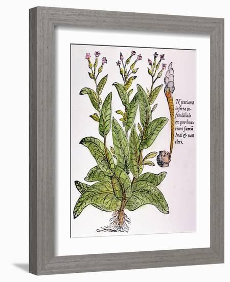 Tobacco Plant-null-Framed Giclee Print