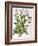 Tobacco Plant-null-Framed Giclee Print